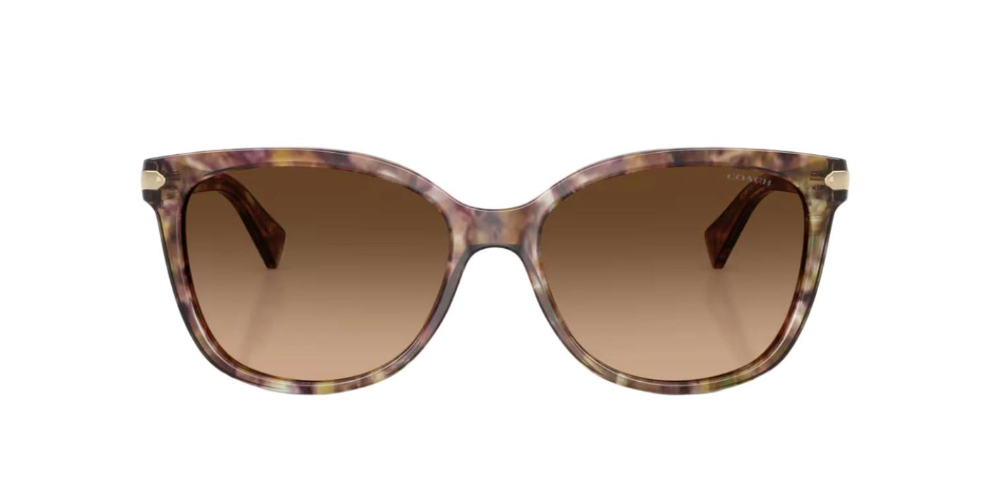 Coach HC8132-Sunglasses-Topline Eyewear
